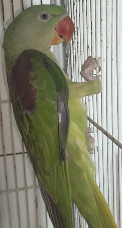 Raw Parrot-Female