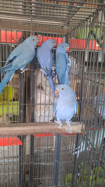 different ringnecks
