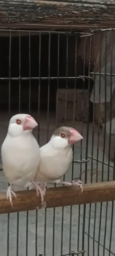 Java pair