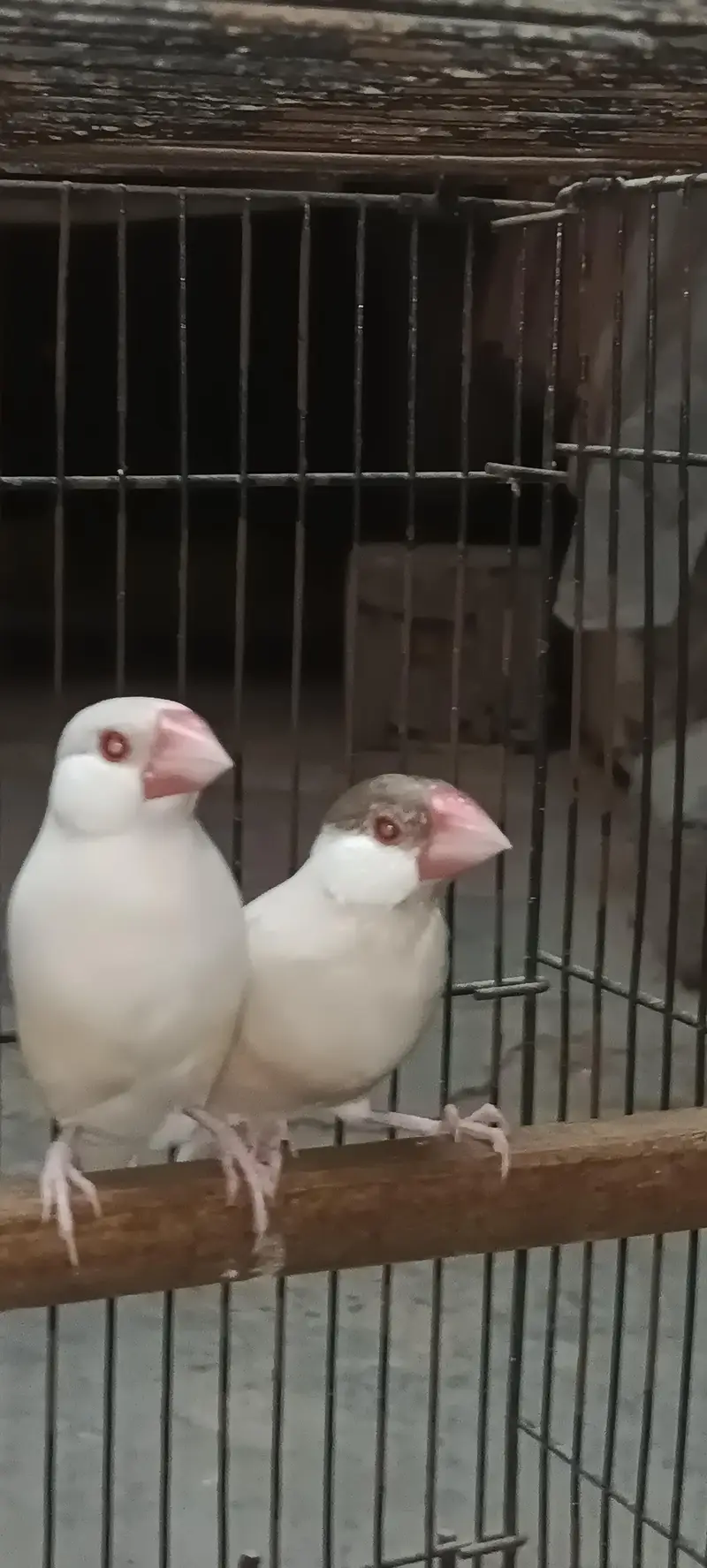 Java pair
