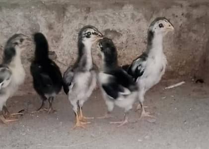 Pakoya breed chicks   03224964486