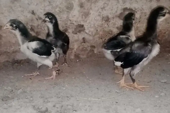 Pakoya breed chicks   03224964486 — photo 2