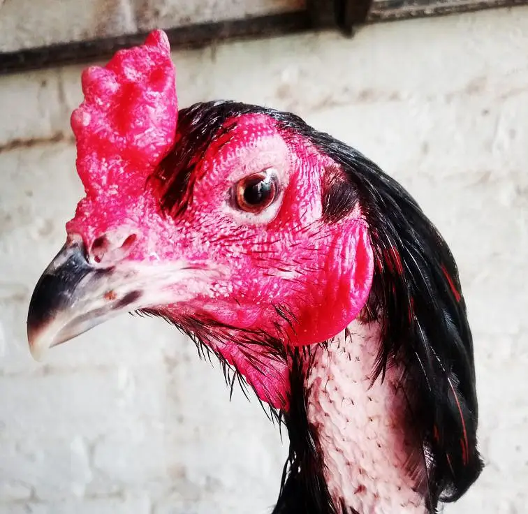 Pakoya breed chicks   03224964486 — photo 3