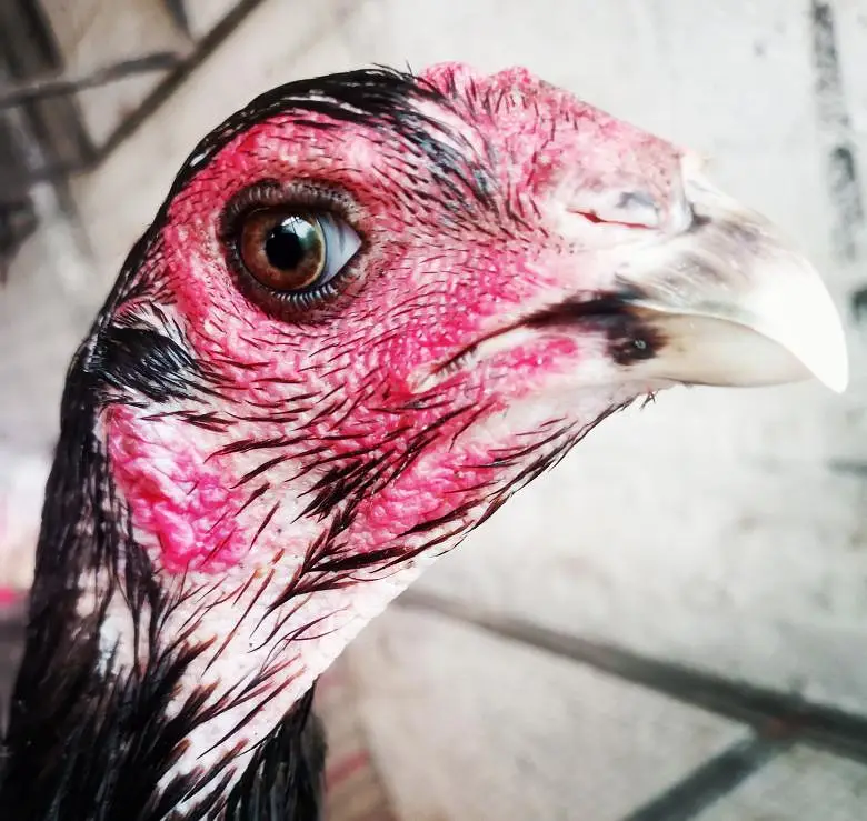 Pakoya breed chicks   03224964486 — photo 4