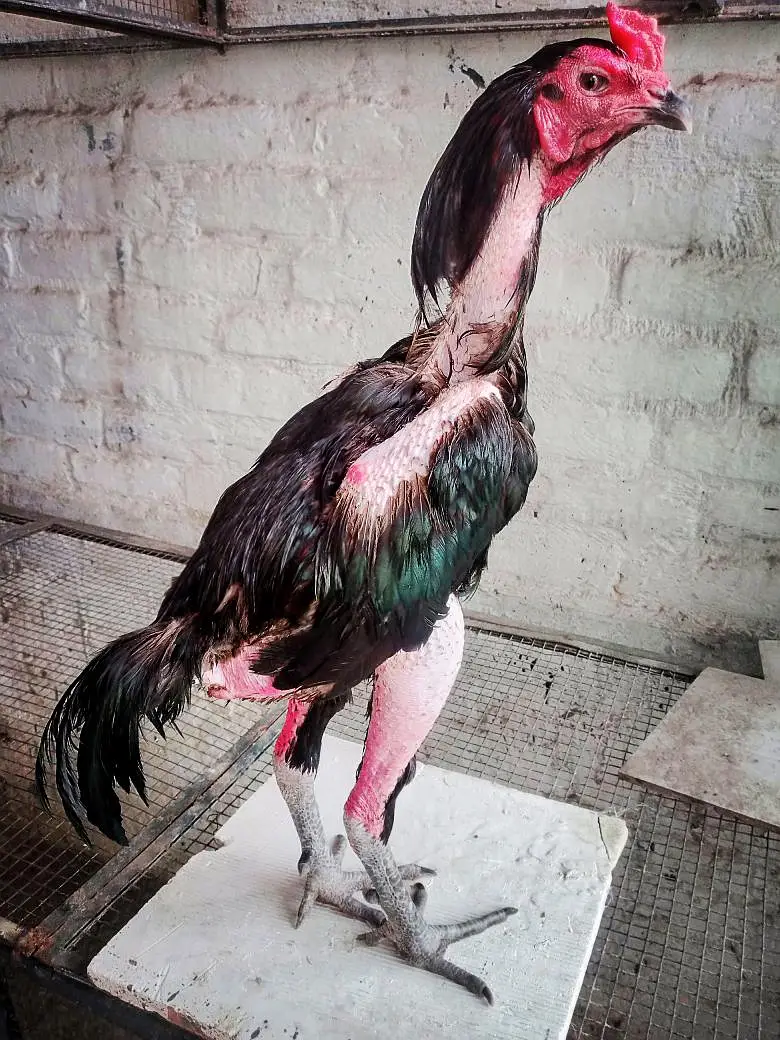 Pakoya breed chicks   03224964486 — photo 5