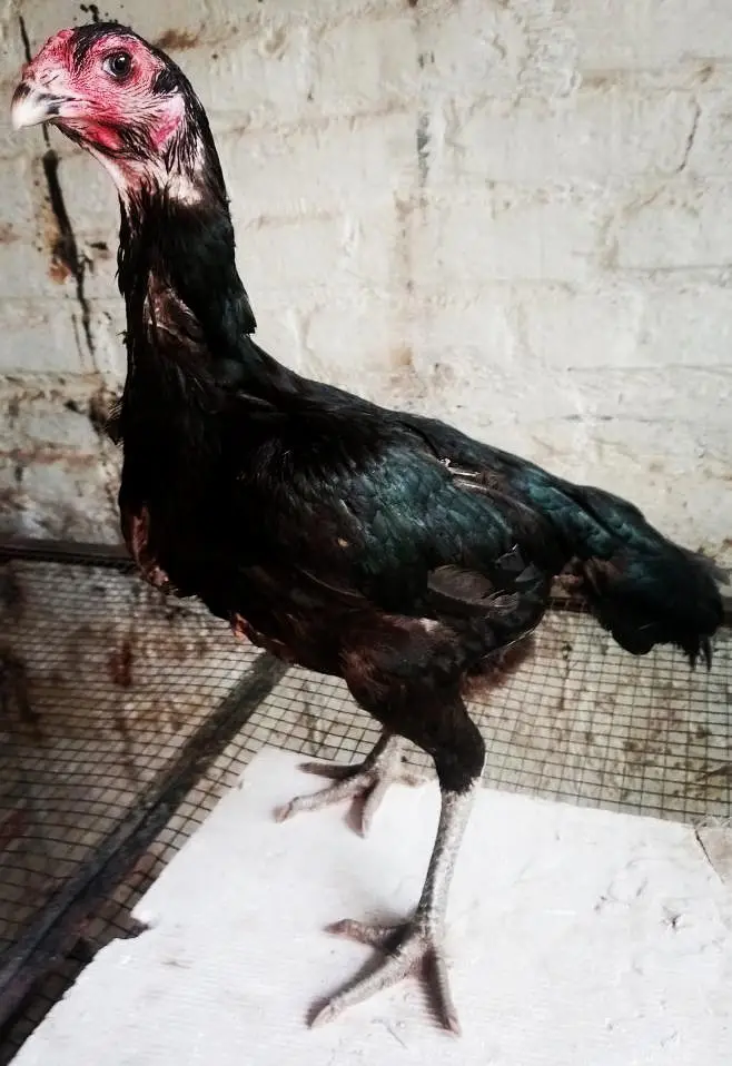 Pakoya breed chicks   03224964486 — photo 6