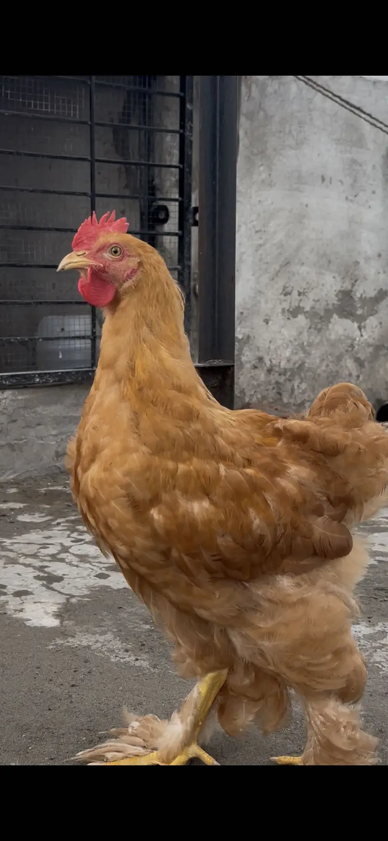 Golden heavy buff for sale total 6 peices — photo 3