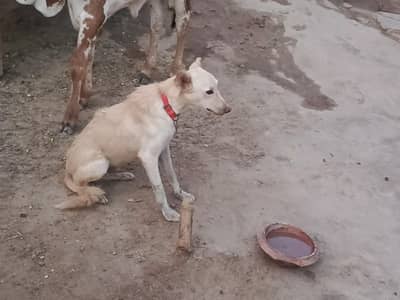 Dog for sale
