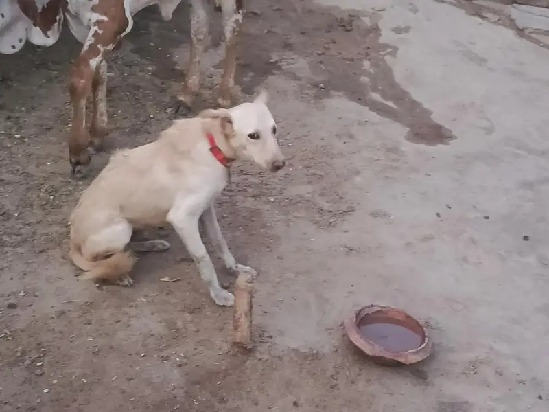 Dog for sale — photo 2