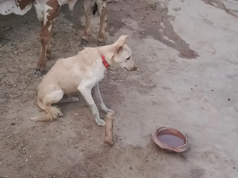 Dog for sale — photo 3