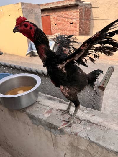 Burmi back footer top quality male 03020448380
