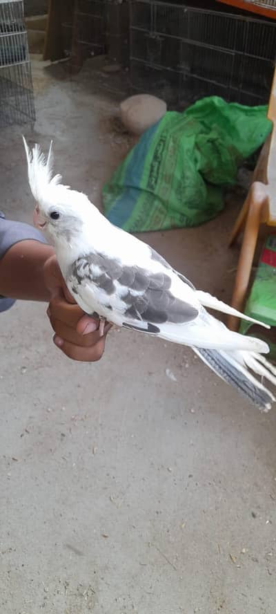 V paid and spotted hand tame cocktail available