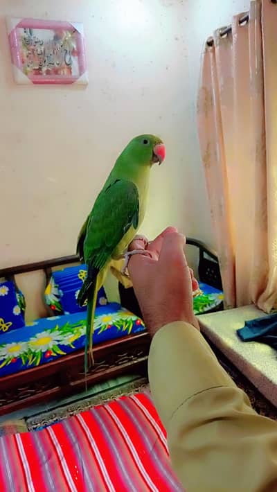 Green Ringneck jumbo size