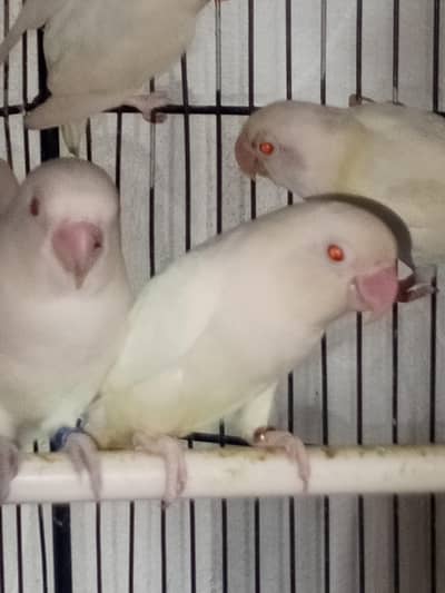 lovebirds pair for sell