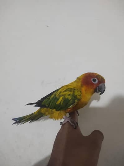 handtame 0 bite sun conure. .