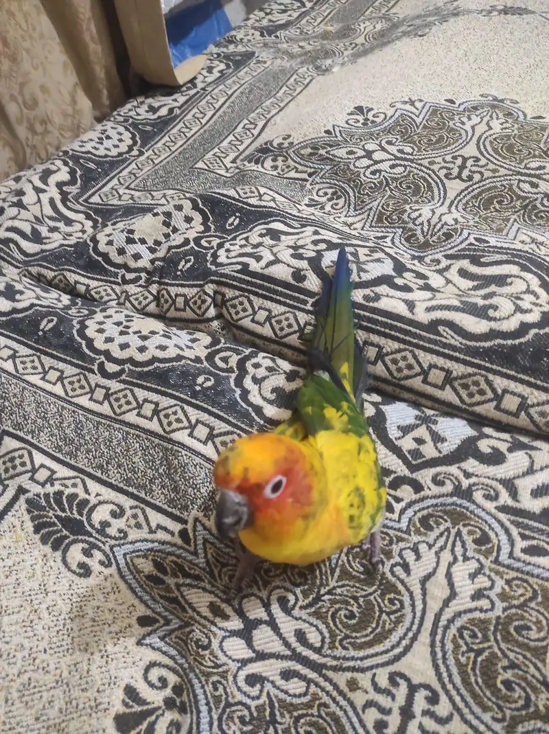 handtame 0 bite sun conure. . — photo 2
