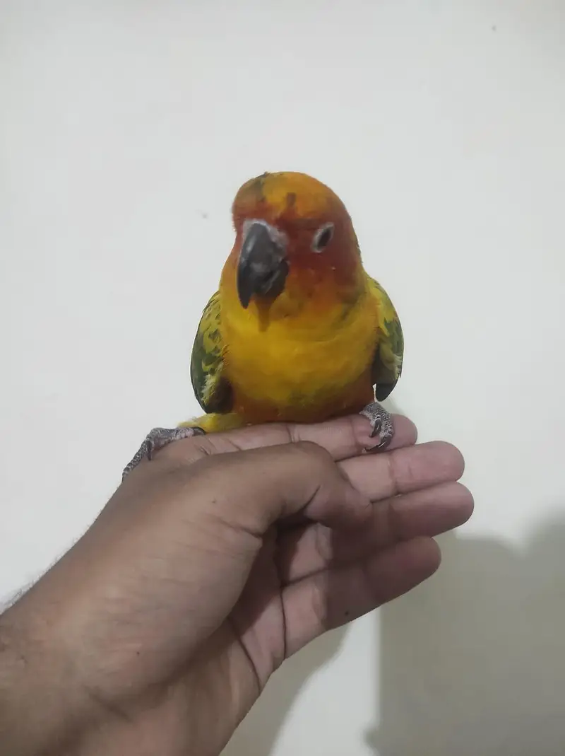 handtame 0 bite sun conure. . — photo 4