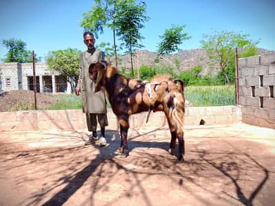 Beatal goat