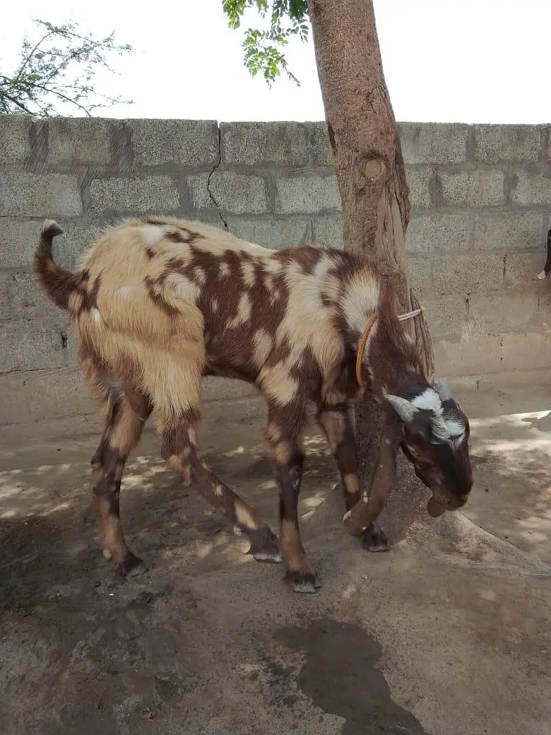 Beatal goat — photo 2