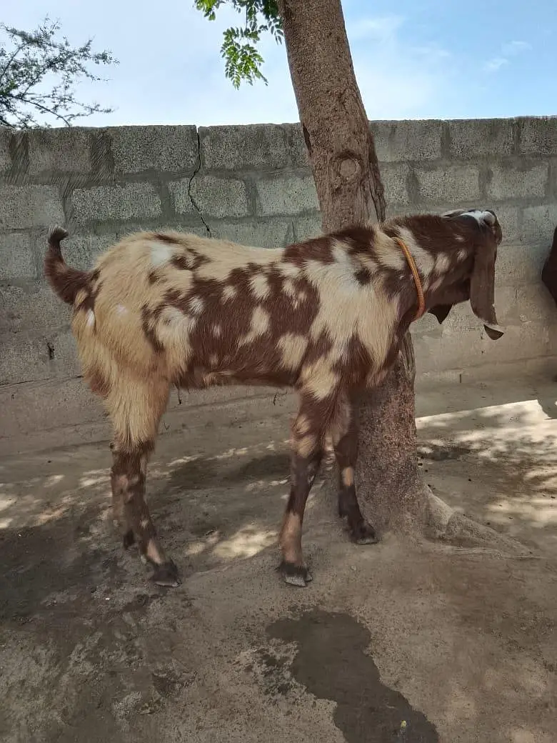 Beatal goat — photo 3