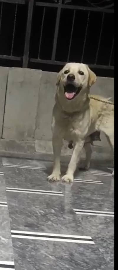 Labra