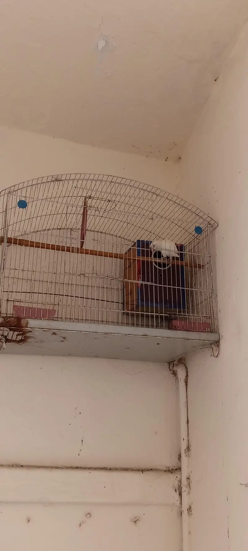 albino pair with cage and nestbox — photo 2