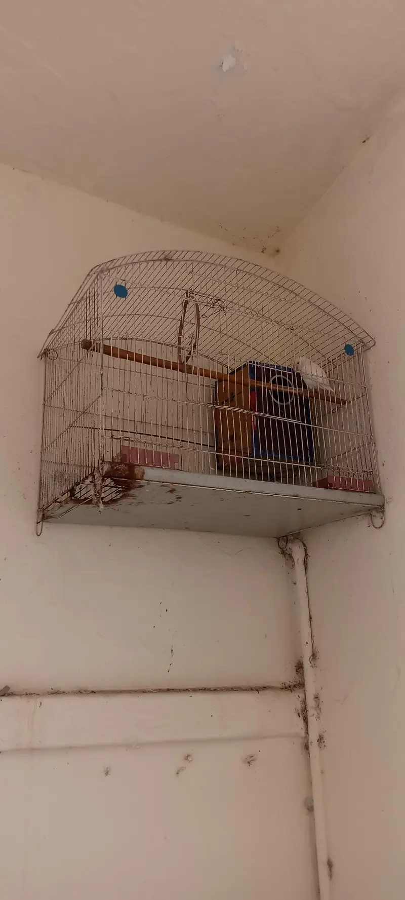 albino pair with cage and nestbox — photo 3