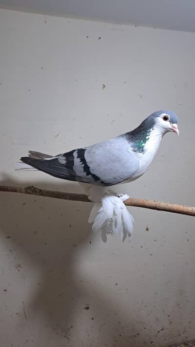 Fancy pigeons
