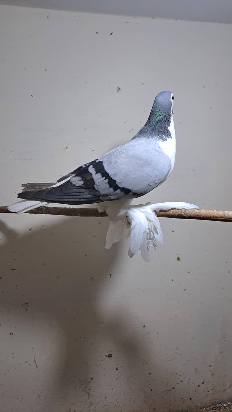 Fancy pigeons 1