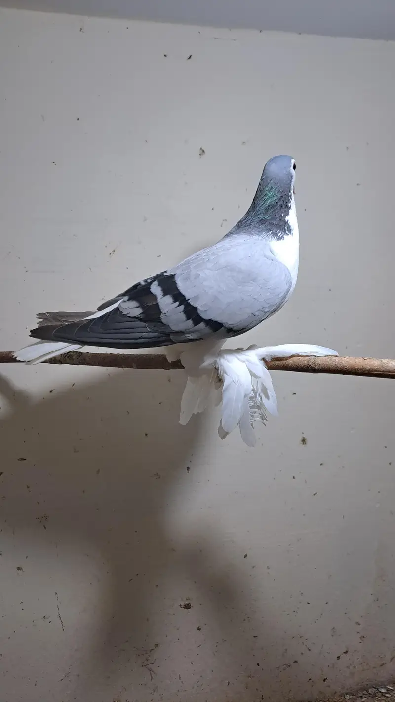 Fancy pigeons — photo 2