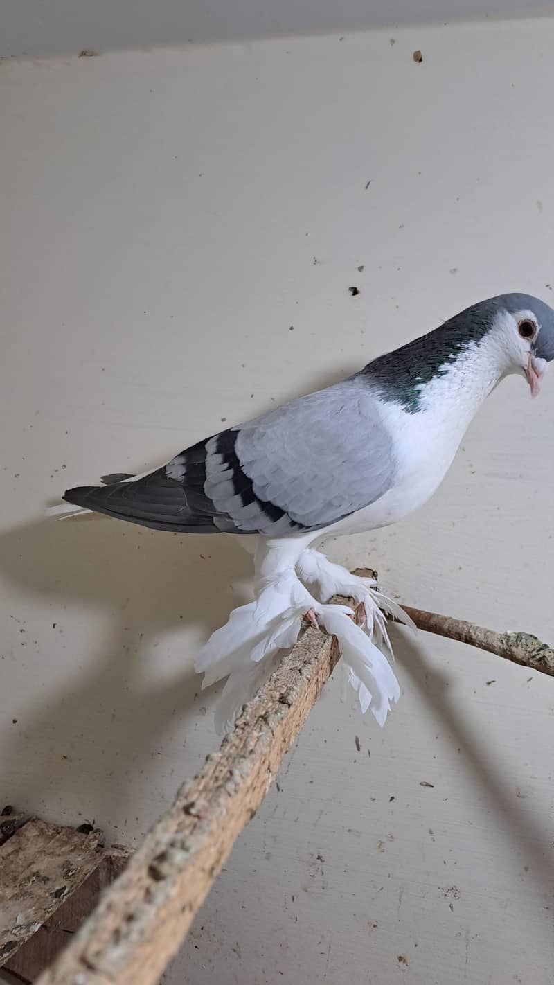 Fancy pigeons 2