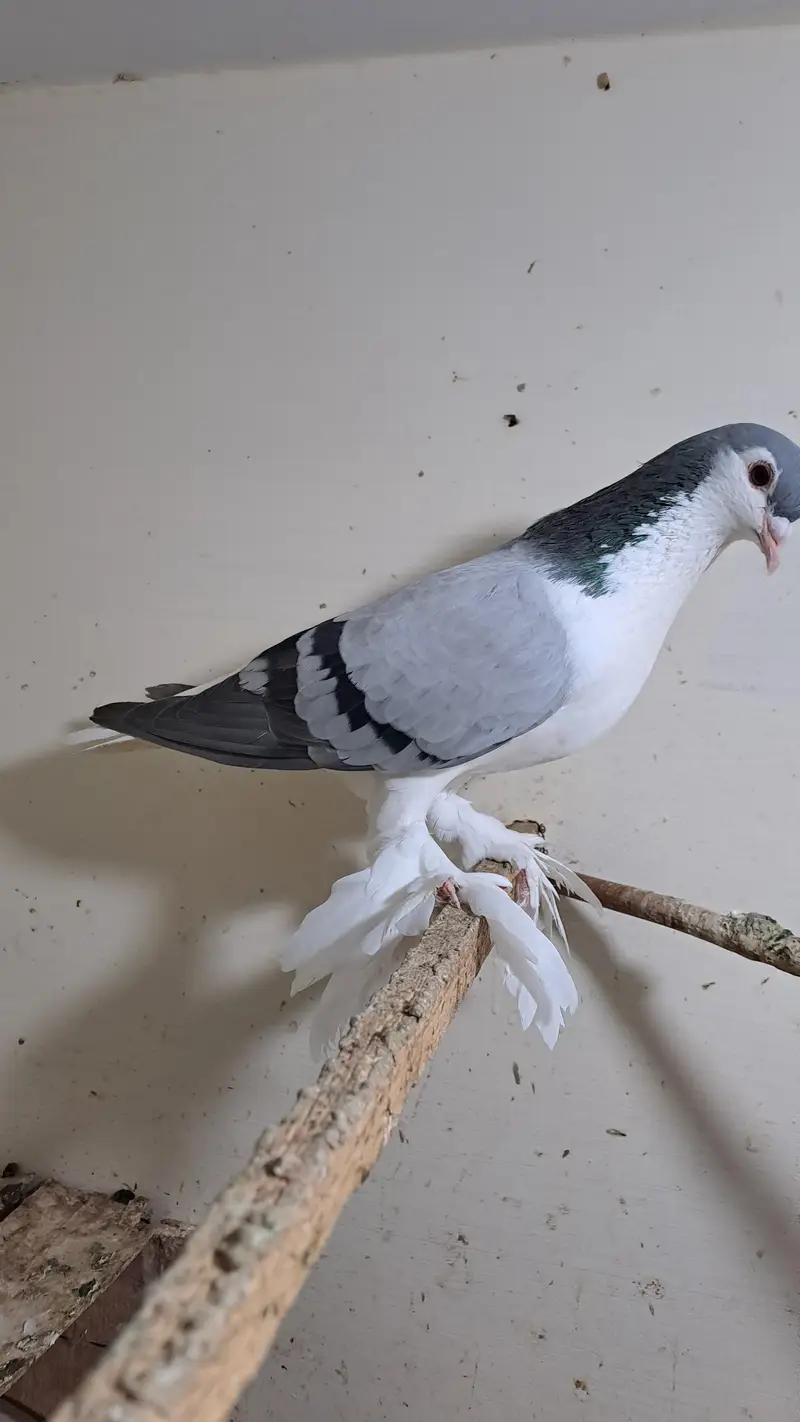 Fancy pigeons — photo 3