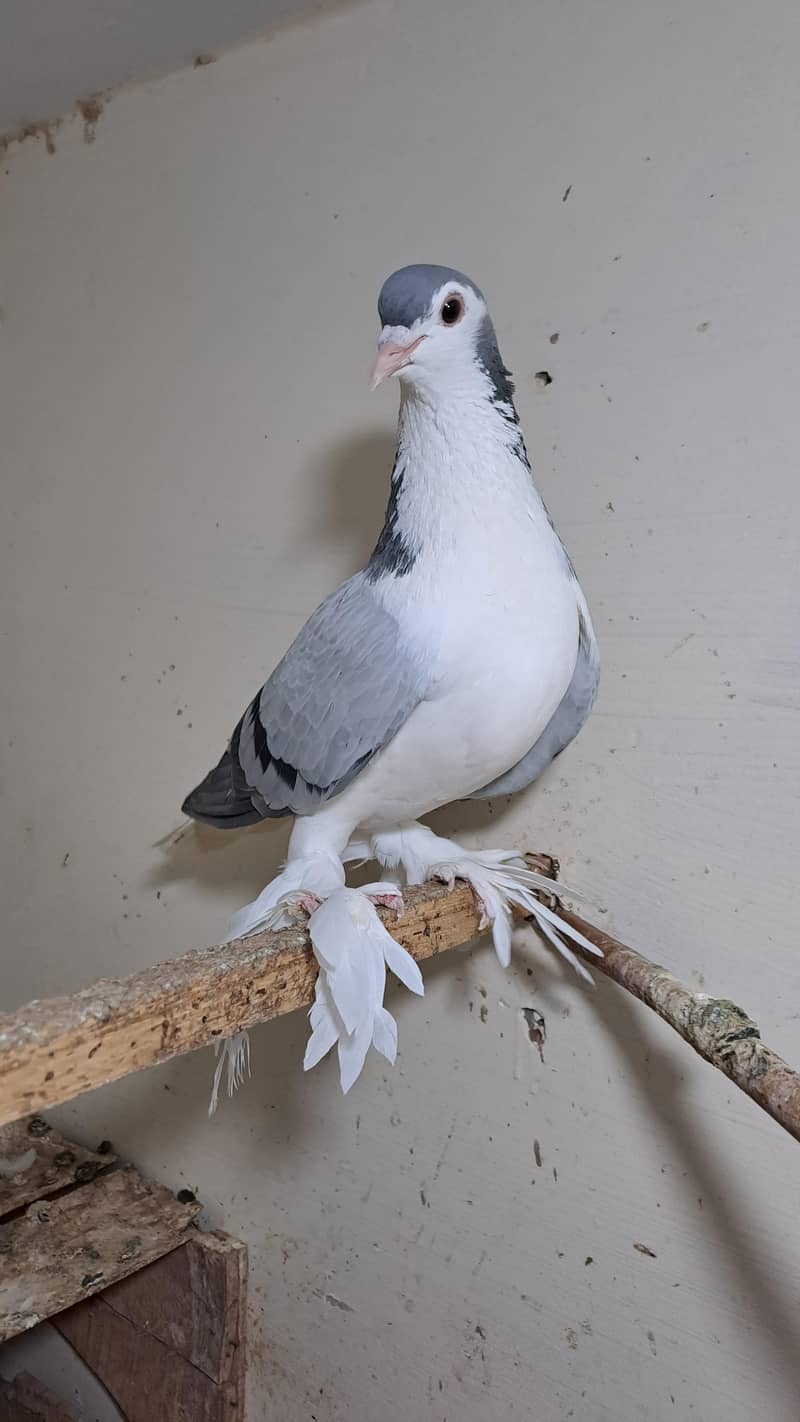 Fancy pigeons 3