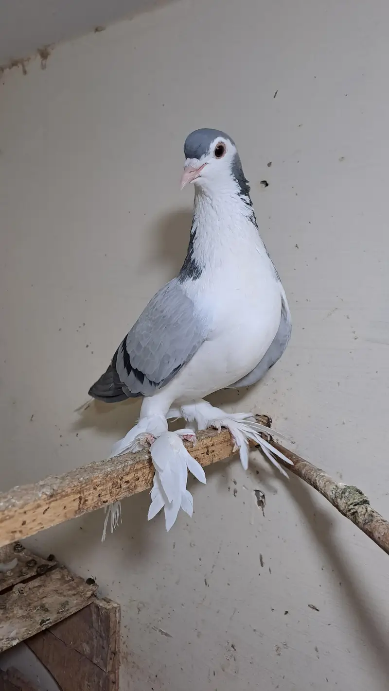 Fancy pigeons — photo 4