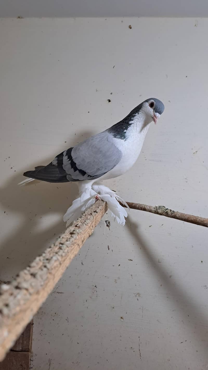 Fancy pigeons 4