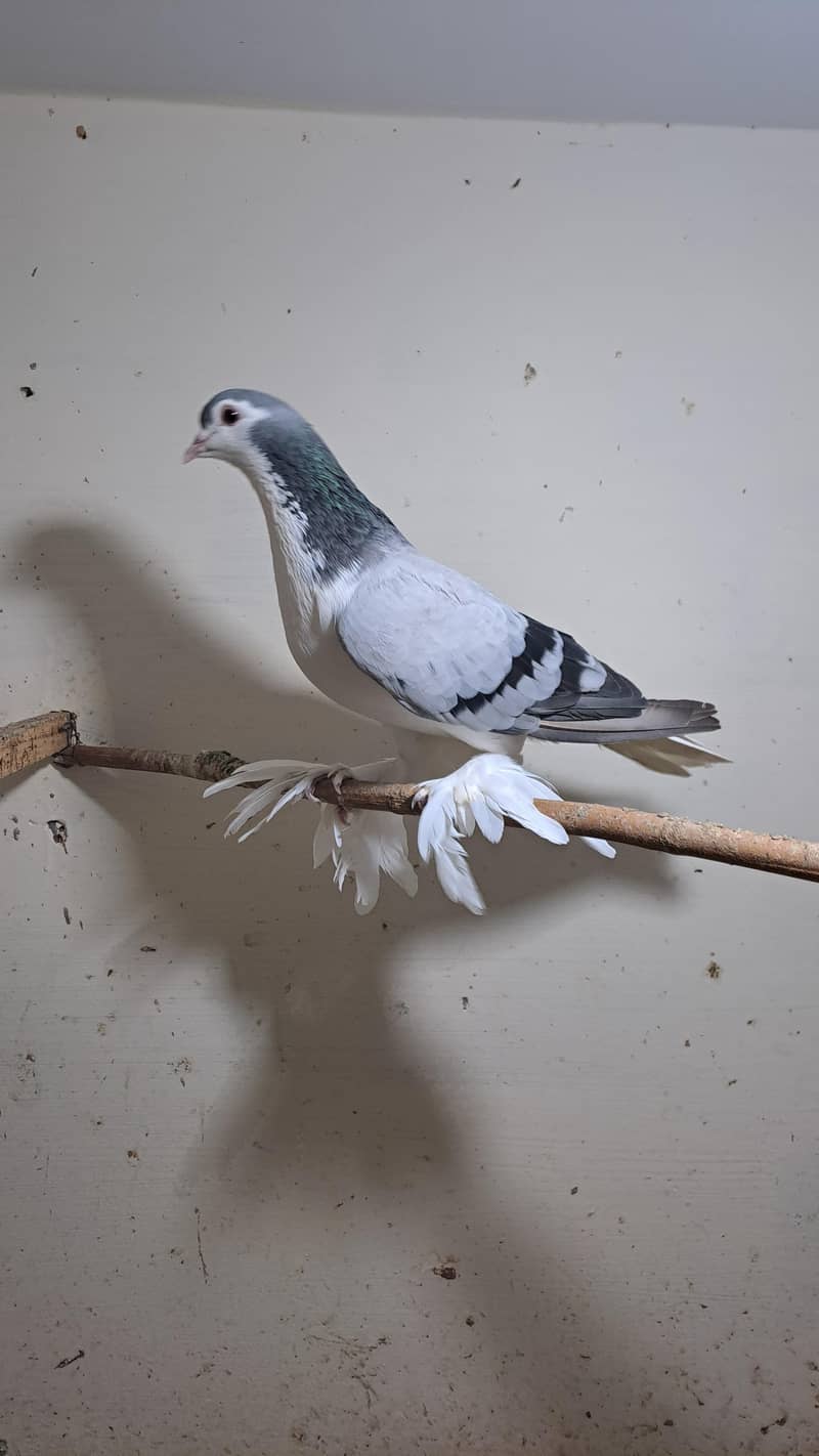Fancy pigeons 5