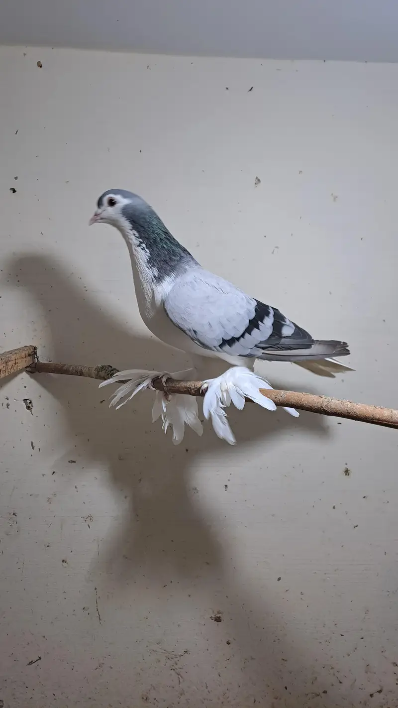 Fancy pigeons — photo 6