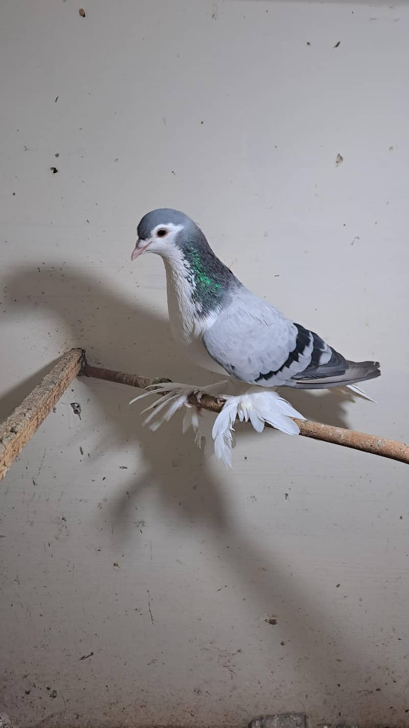 Fancy pigeons 6