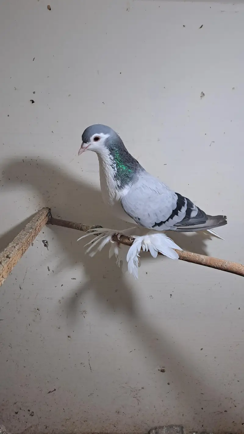 Fancy pigeons — photo 7