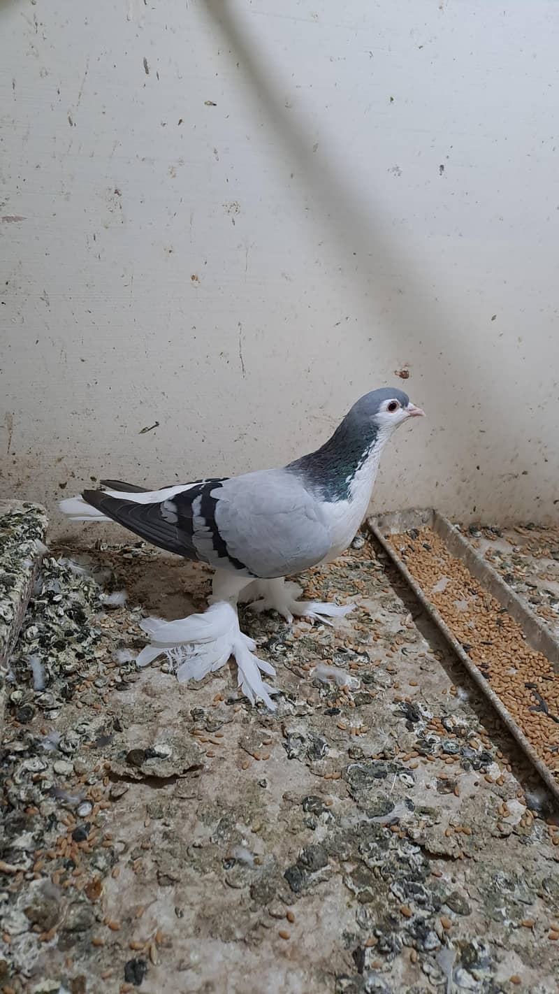 Fancy pigeons 7
