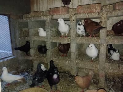 FANCY PIGEONS FOR SALE IN MULTAN