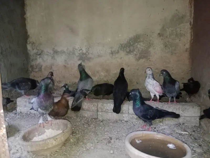 FANCY PIGEONS FOR SALE IN MULTAN — photo 2