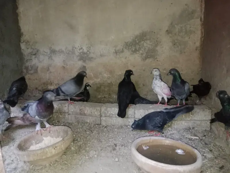 FANCY PIGEONS FOR SALE IN MULTAN — photo 3