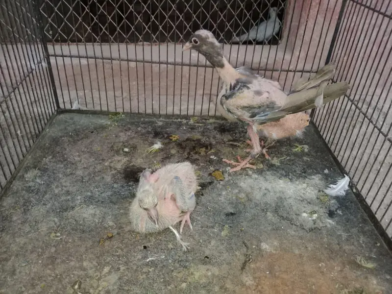 FANCY PIGEONS FOR SALE IN MULTAN — photo 4
