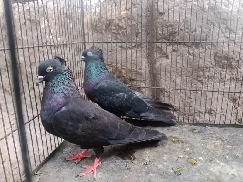 FANCY PIGEONS FOR SALE IN MULTAN — photo 5