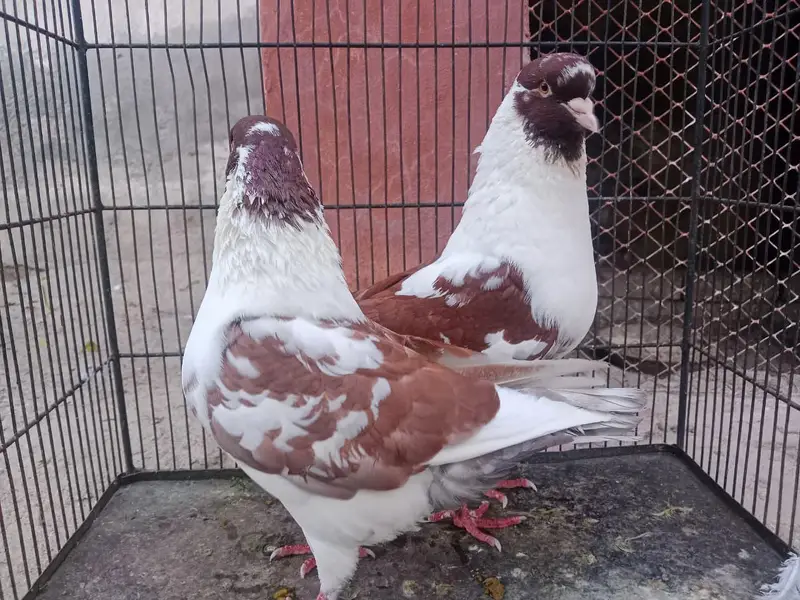 FANCY PIGEONS FOR SALE IN MULTAN — photo 6