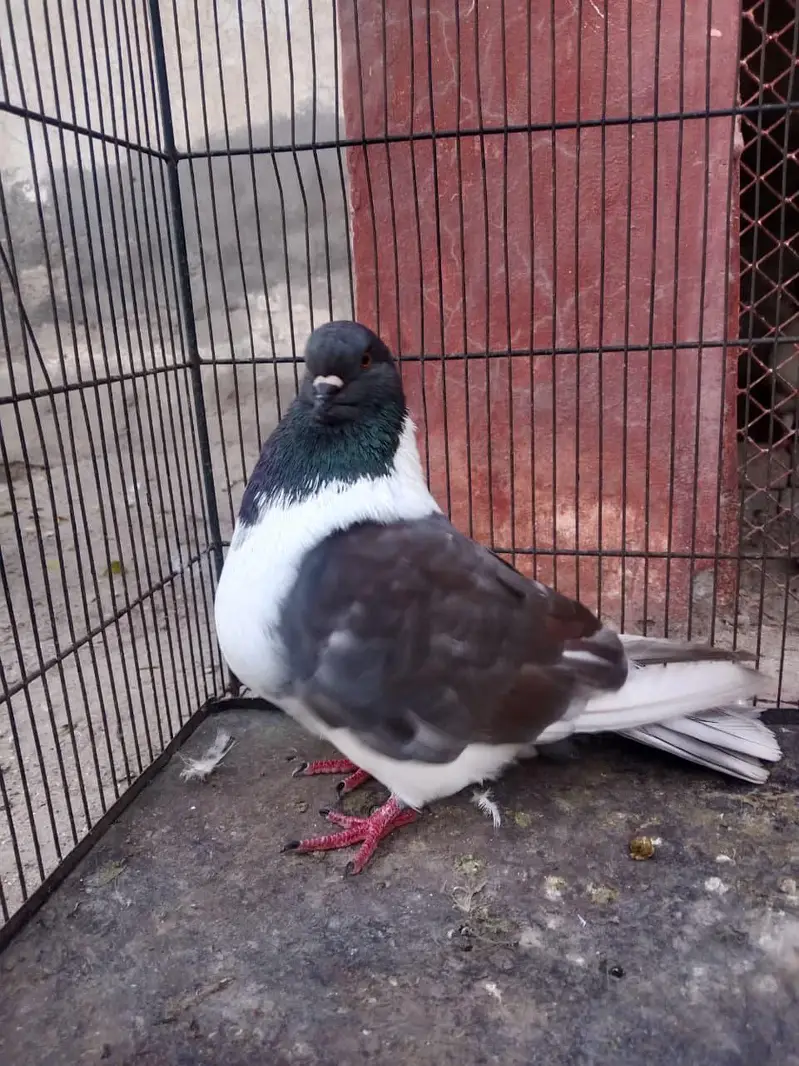 FANCY PIGEONS FOR SALE IN MULTAN — photo 7