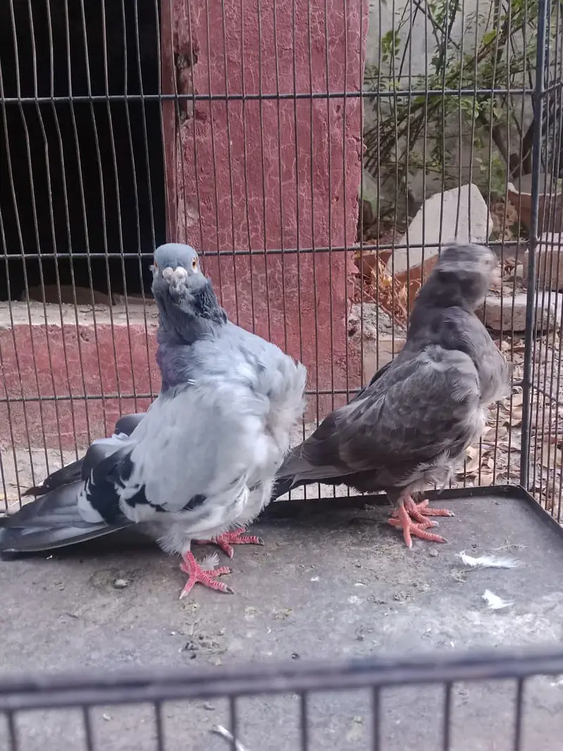 FANCY PIGEONS FOR SALE IN MULTAN — photo 8