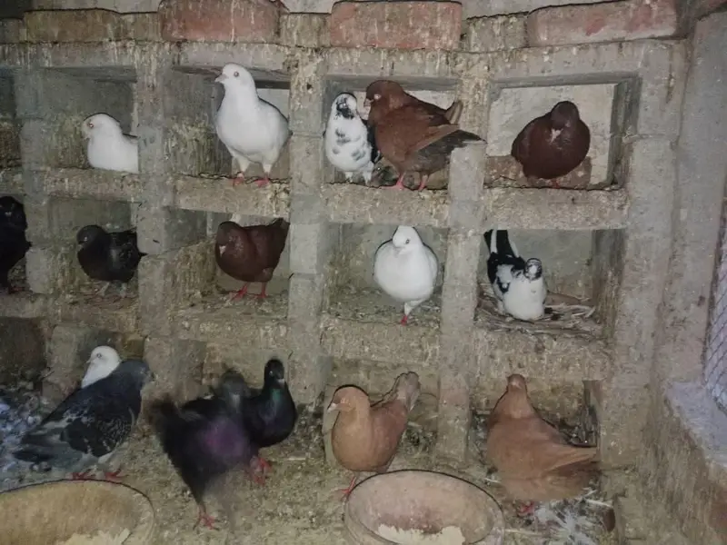 FANCY PIGEONS FOR SALE IN MULTAN — photo 9