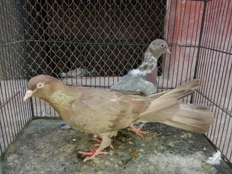 FANCY PIGEONS FOR SALE IN MULTAN — photo 10